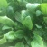 大叶菠菜25~30厘米