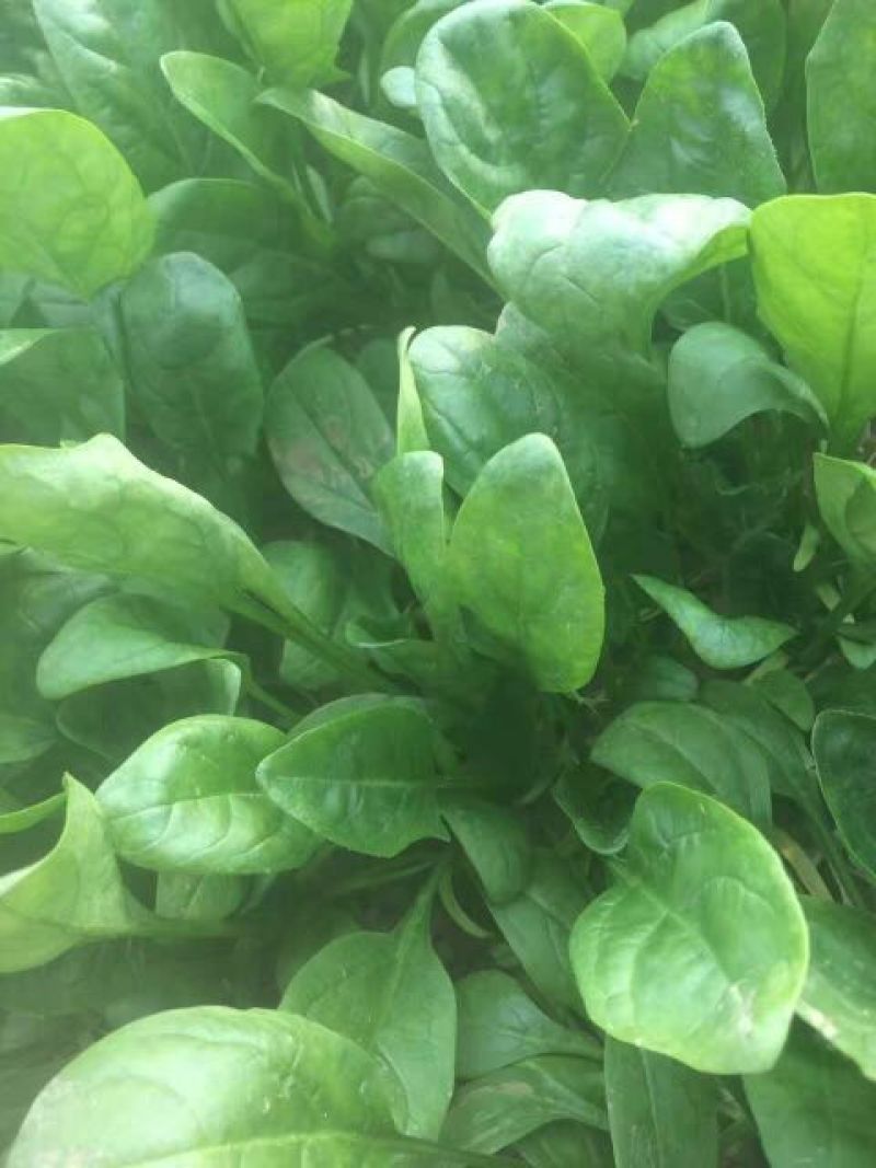 大叶菠菜25~30厘米