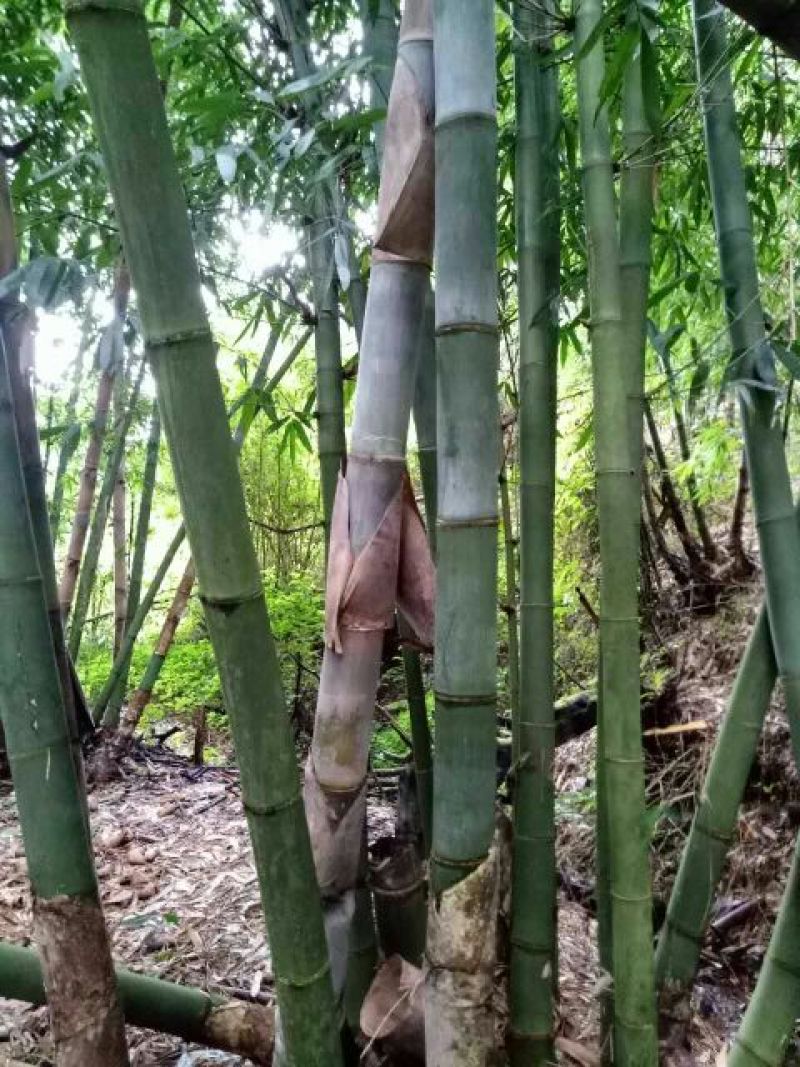 绿竹9~10m