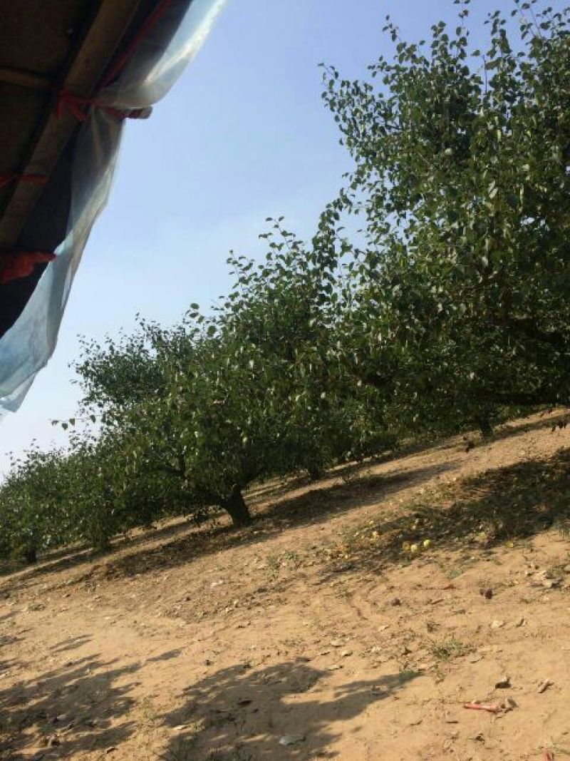 酥梨300~350g纸箱