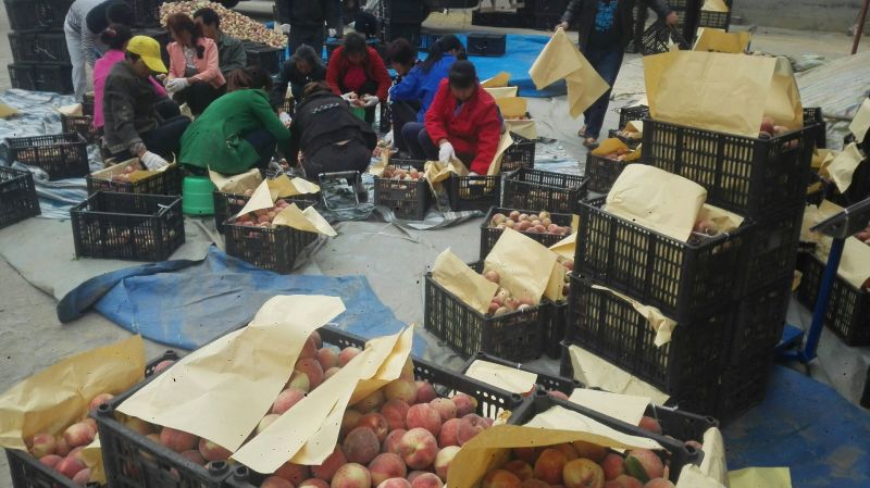 红不软毛桃支持一件代发露天种植口感香脆甜