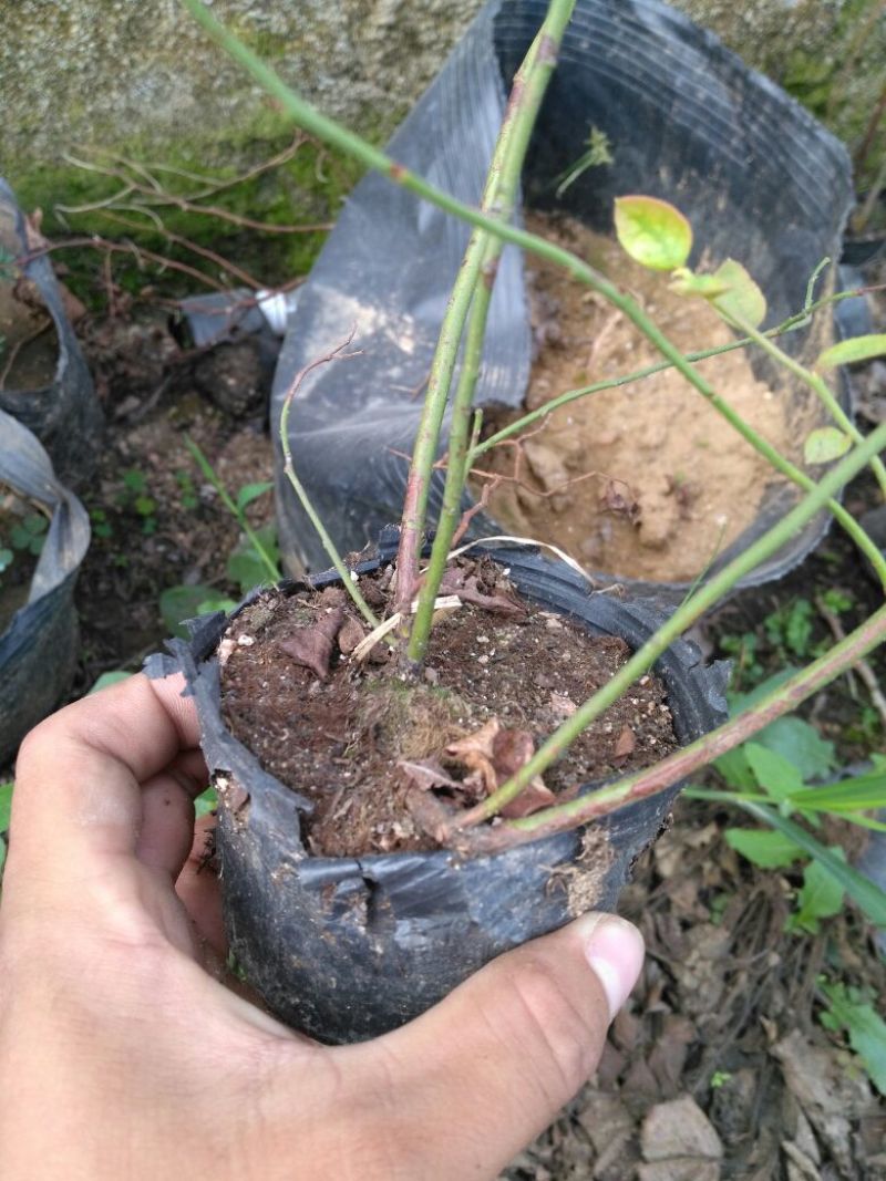 蓝莓苗2年以上50~80cm
