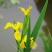 鸢尾