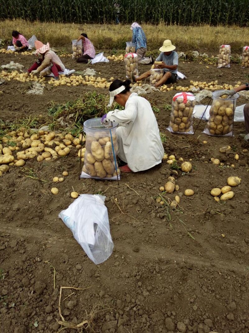 荷兰系列806土豆好