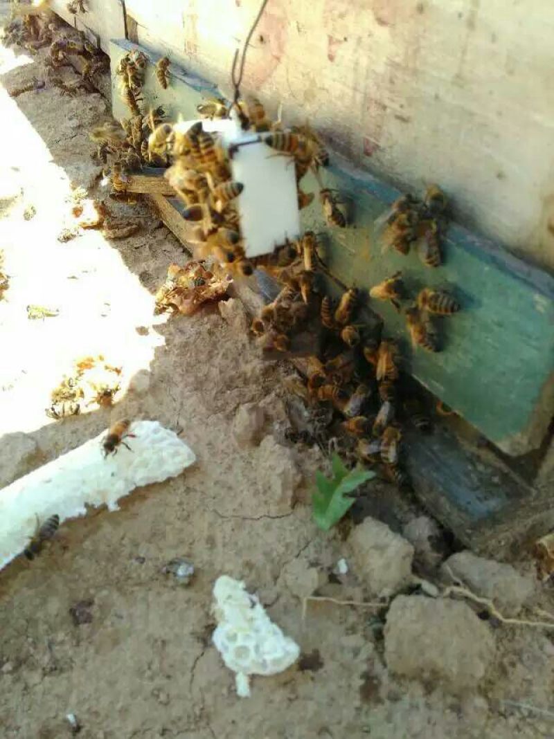 油菜蜜5斤以上
