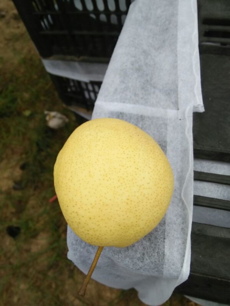 酥梨350~400g纸袋