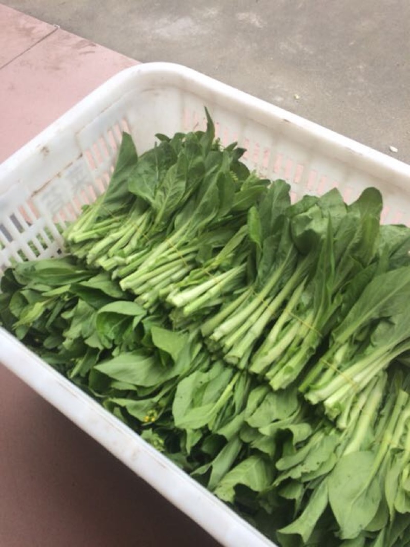 白菜苔