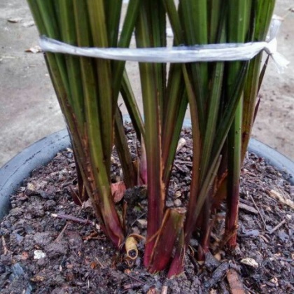 四川绵阳市平武县兰花批发_龚国磊供应_一亩田农业网