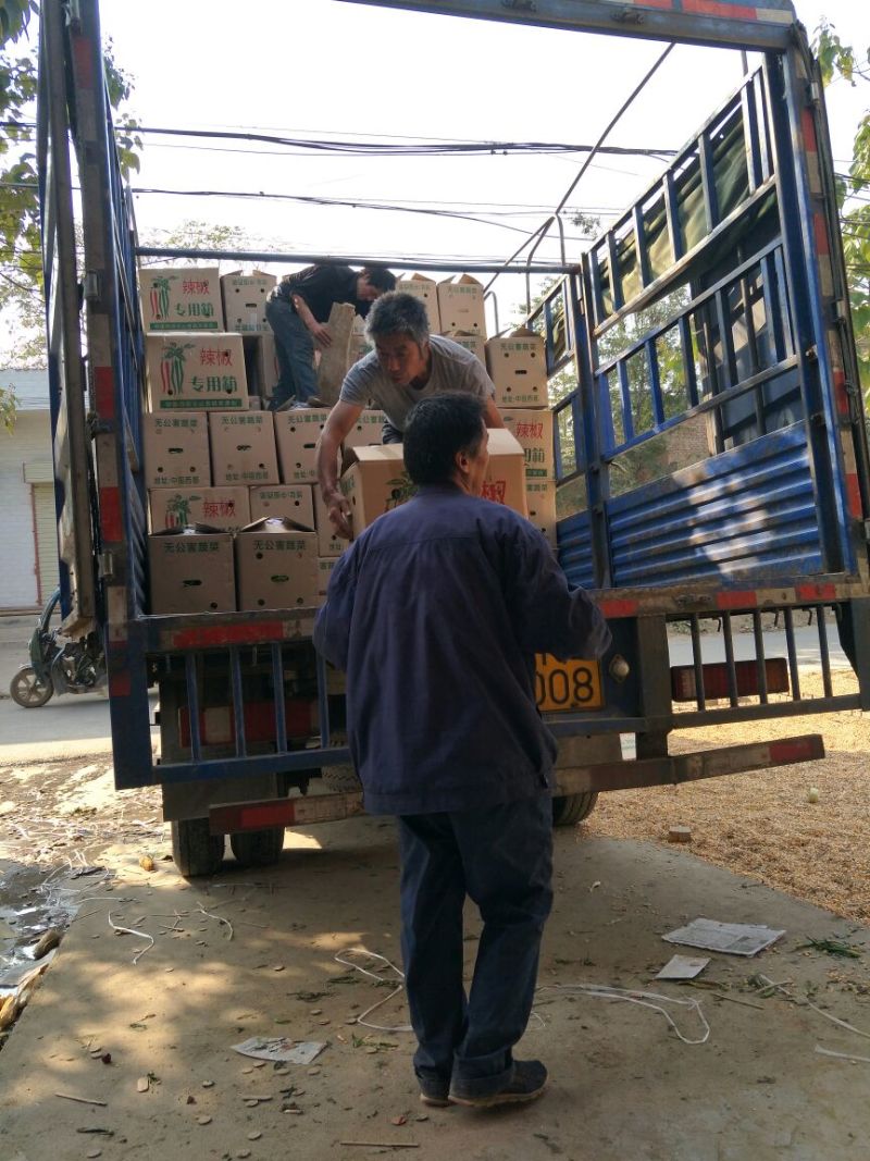 精品二荆条辣椒15~20厘米青中辣，保质保量