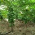 水果木瓜1.5~2斤