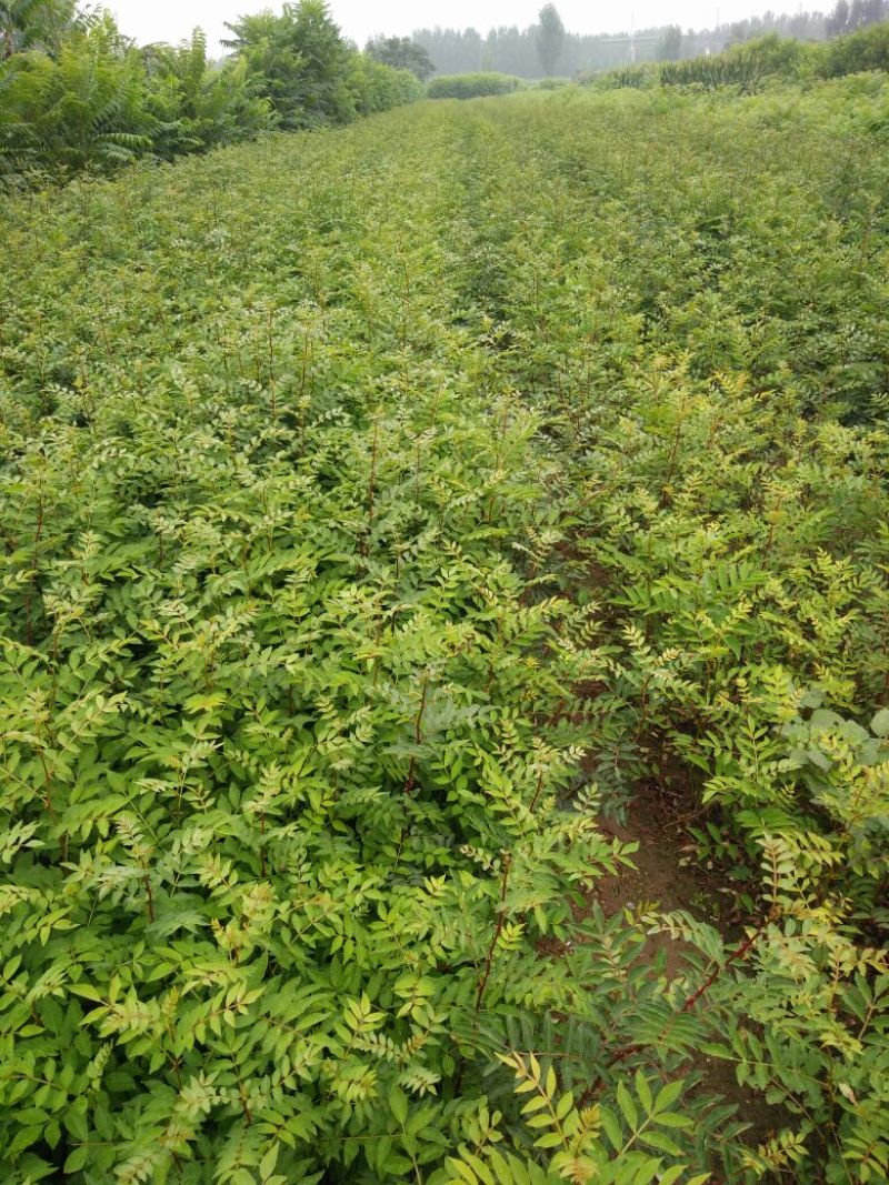花椒苗种植基地大量出售花椒苗大红袍狮子头