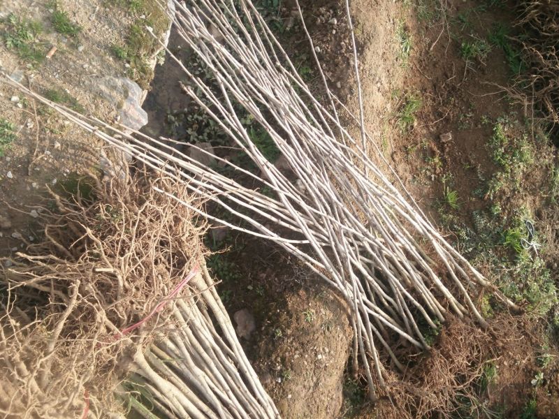 银杏苗80~1.5cm高，根好树壮，价格便宜，