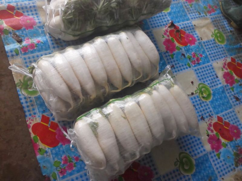 白萝卜2~2.5斤起