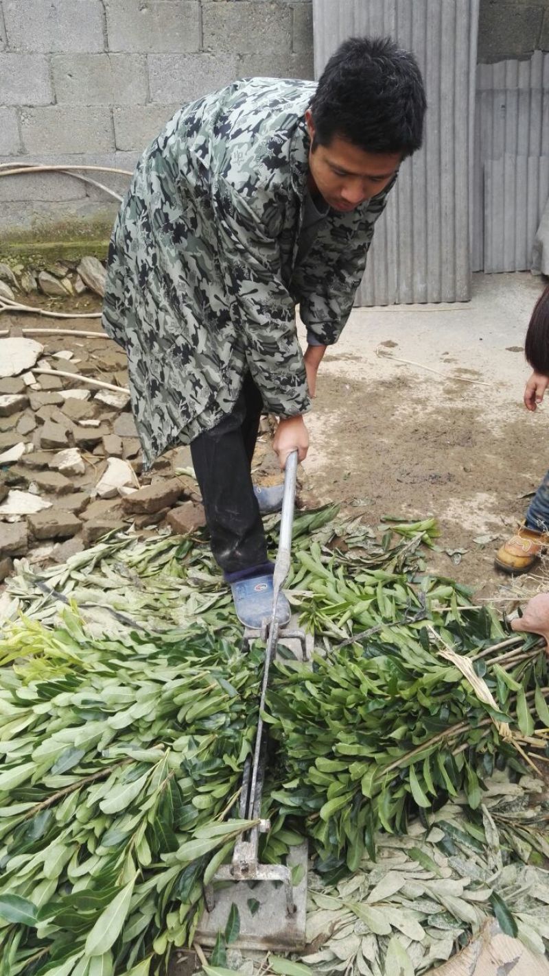 包邮台梅王子安海杨梅苗优质大果早熟提供种植技术