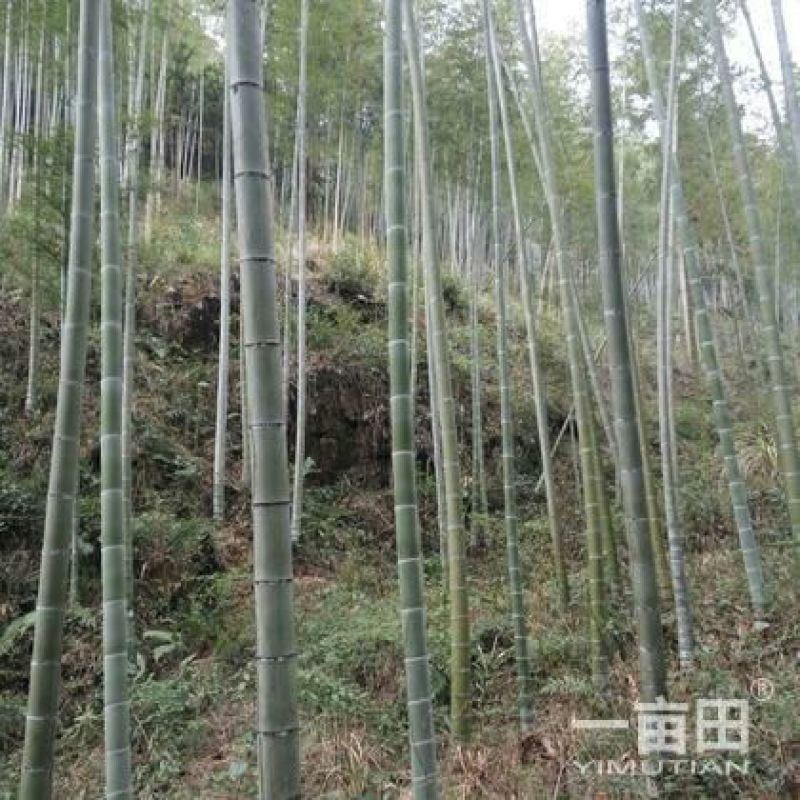 绿竹2~3m