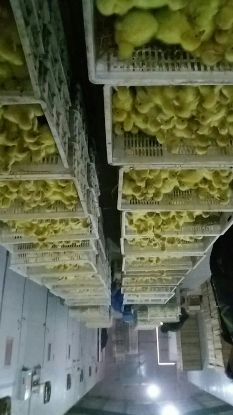 皖西白鹅鹅苗250g以下