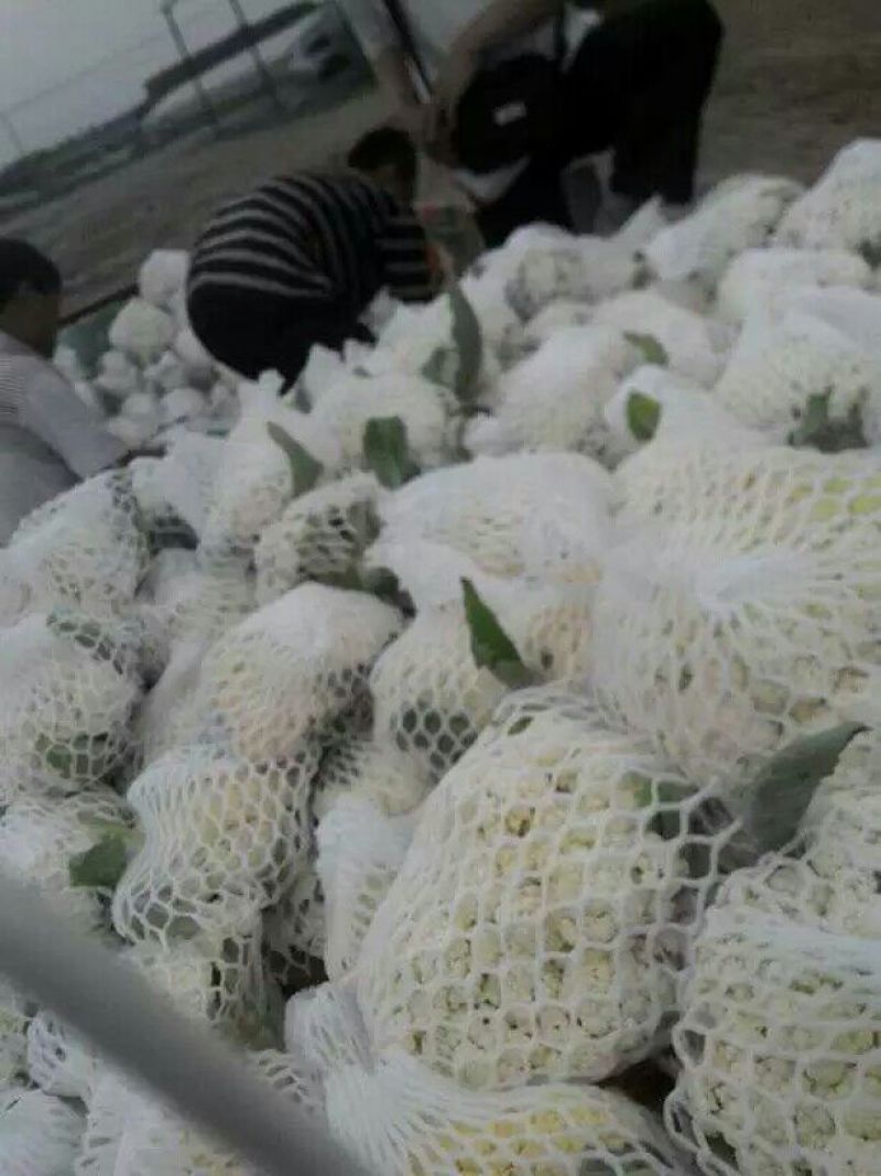 菜花2斤适中乳白
