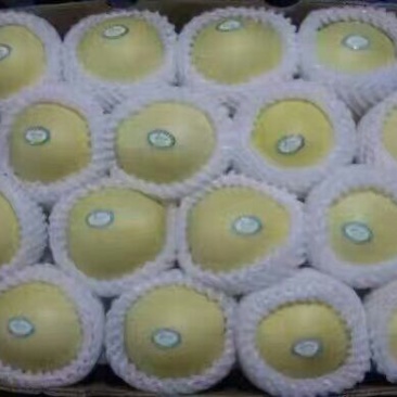 皇冠梨500~550g纸箱