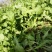 荠菜10cm以上