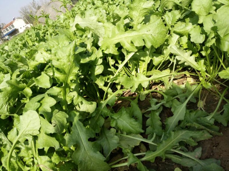 荠菜10cm以上