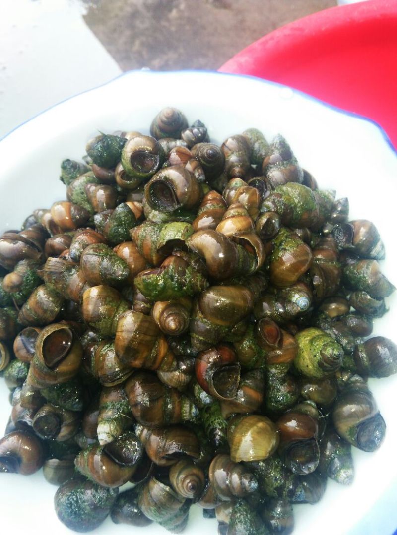 青鱼食用活鱼