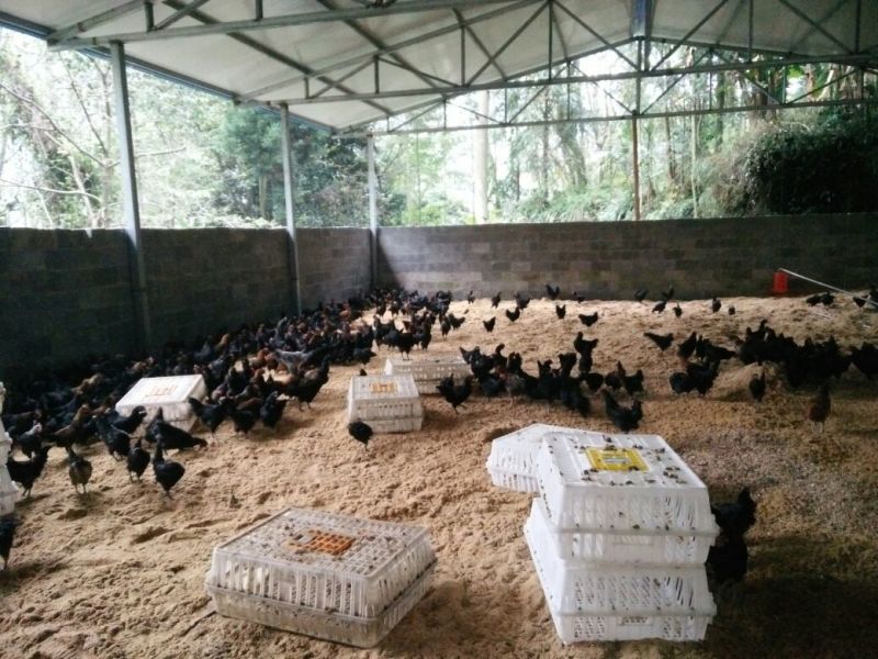 绿壳蛋鸡苗1斤以上