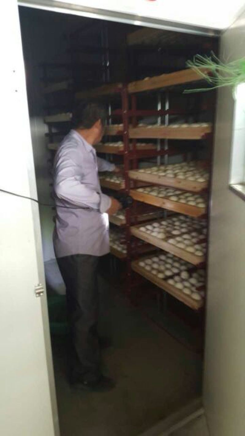 狮头鹅苗250g以上