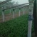名门菠菜15~20厘米