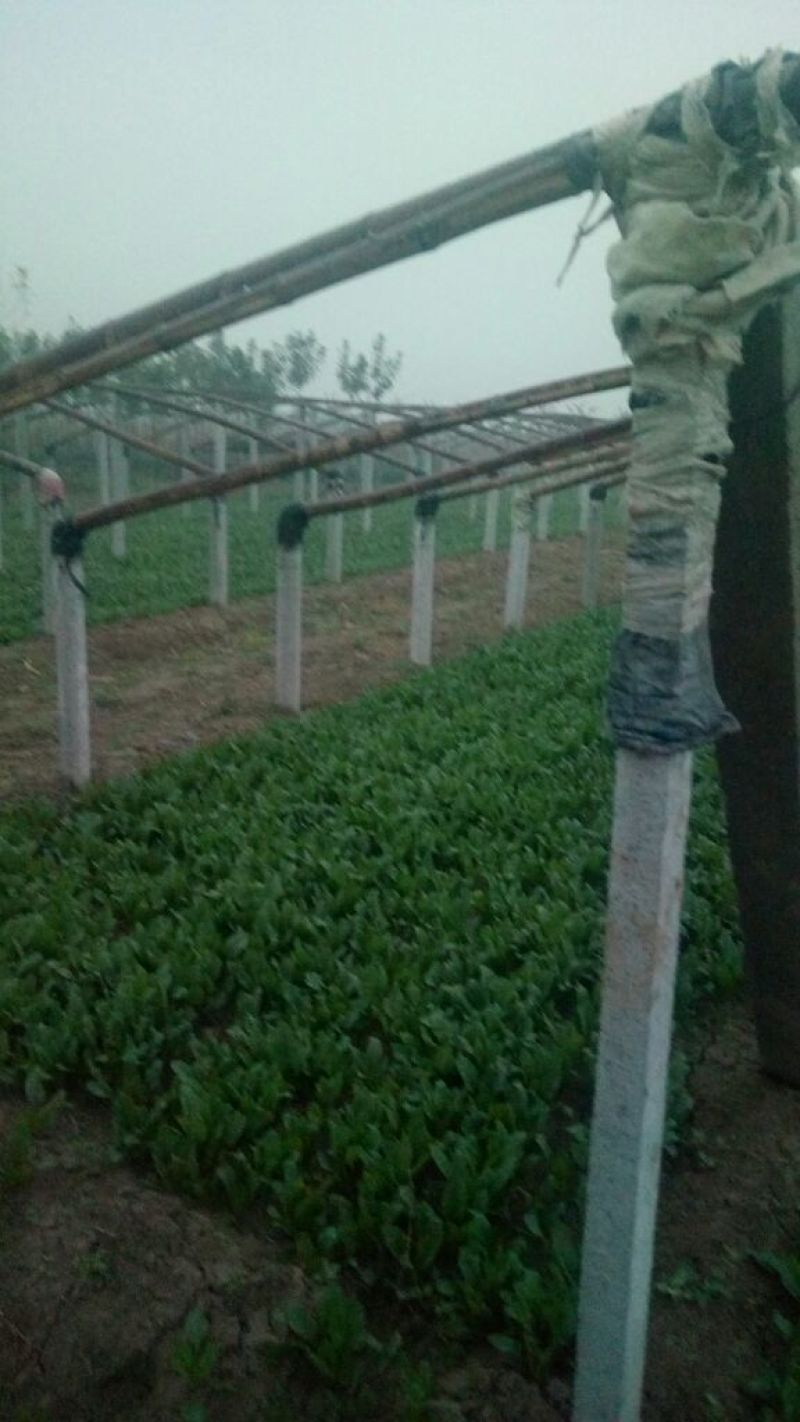 名门菠菜15~20厘米
