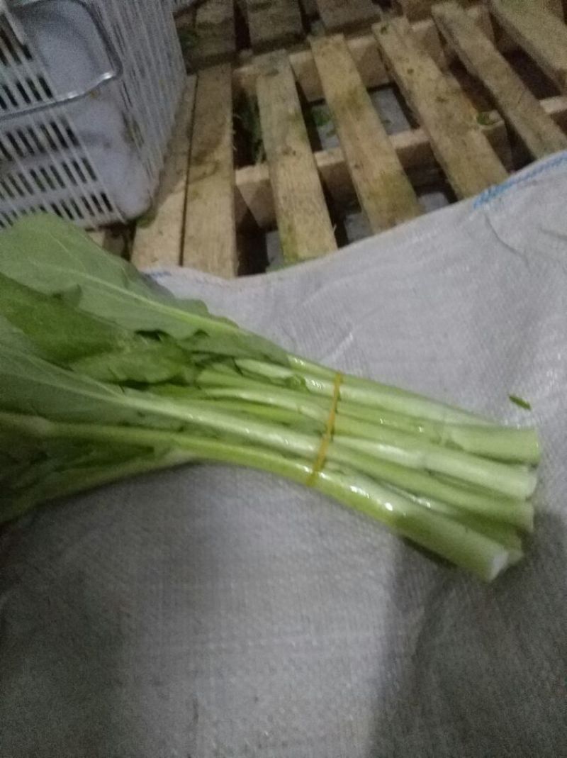 白菜苔15~20厘米