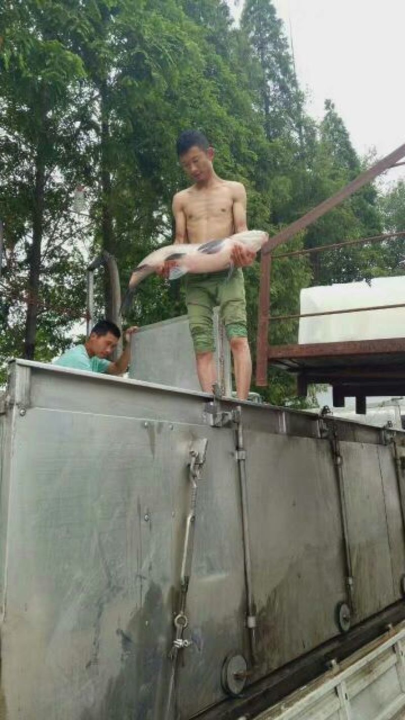 青鱼