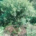 杨梅树30~50cm