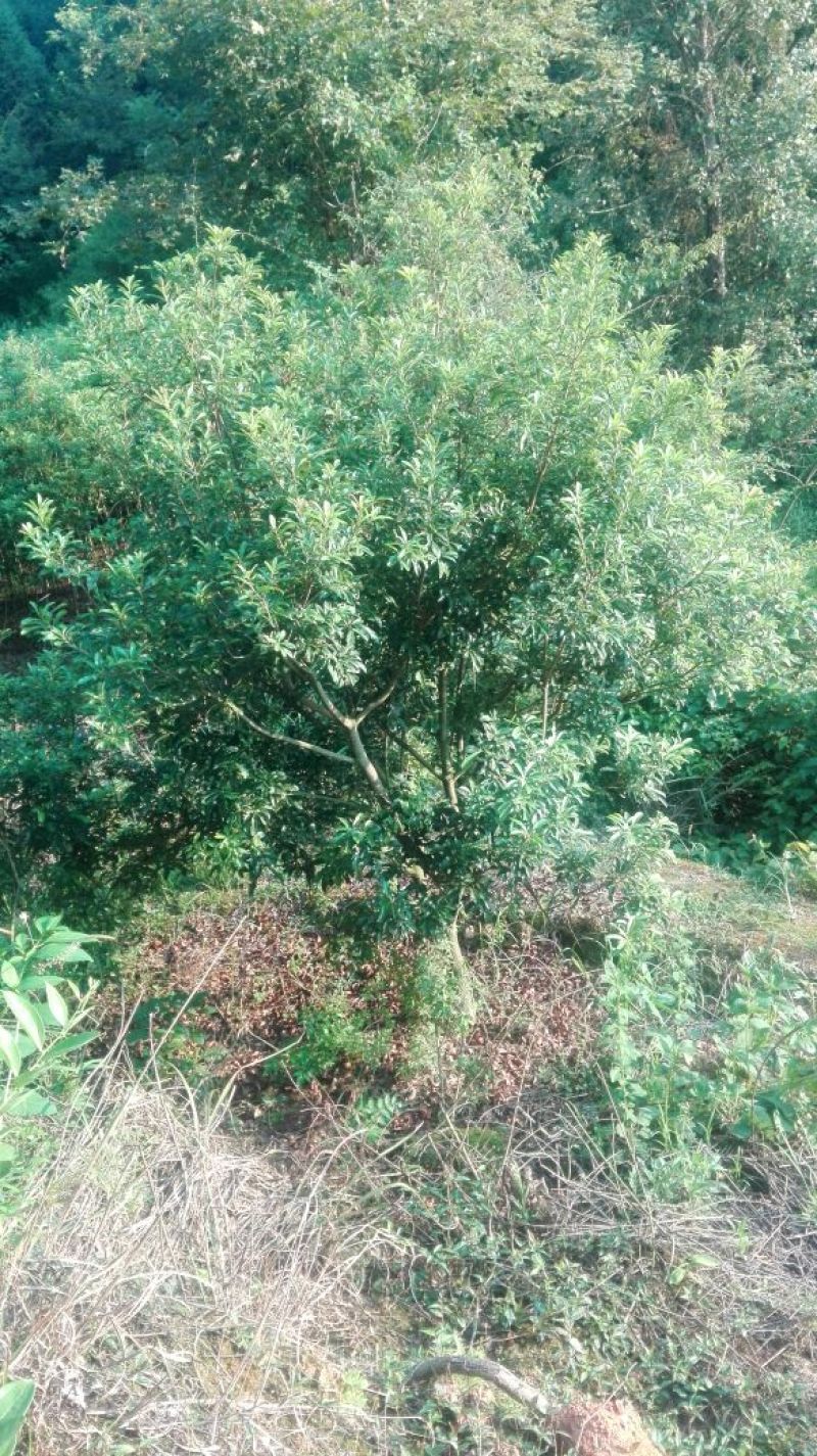 杨梅树30~50cm