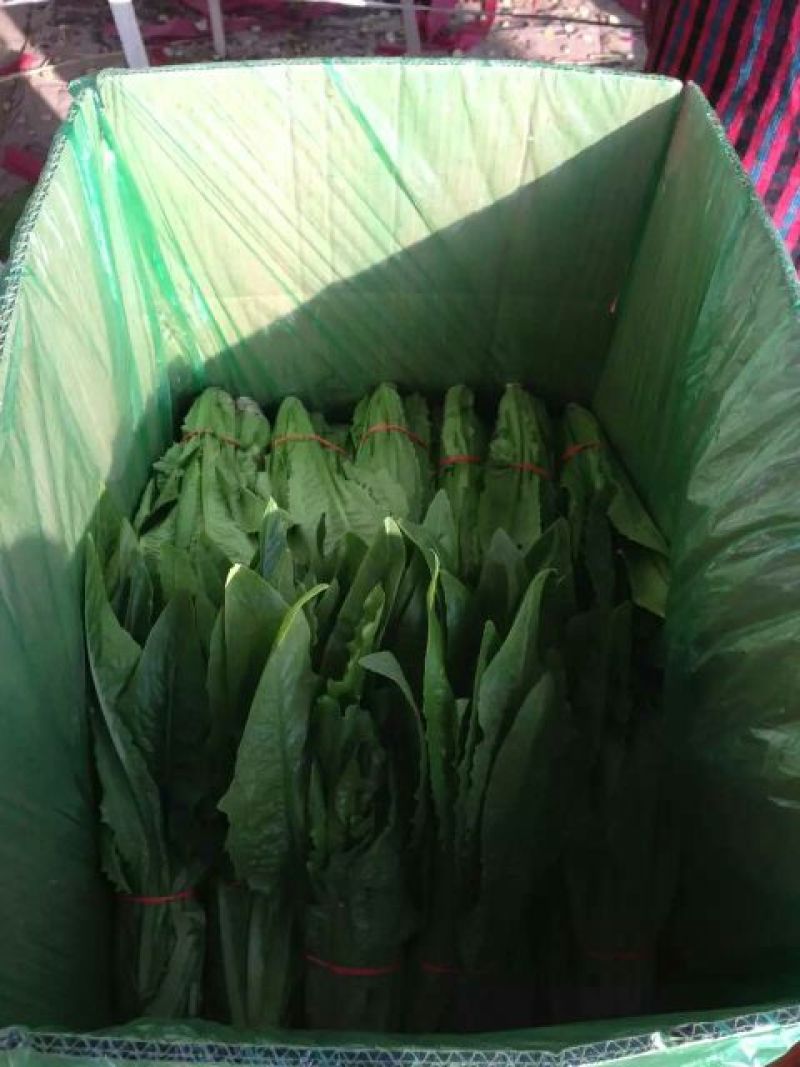 油麦菜
