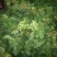 大叶菠菜20~25厘米