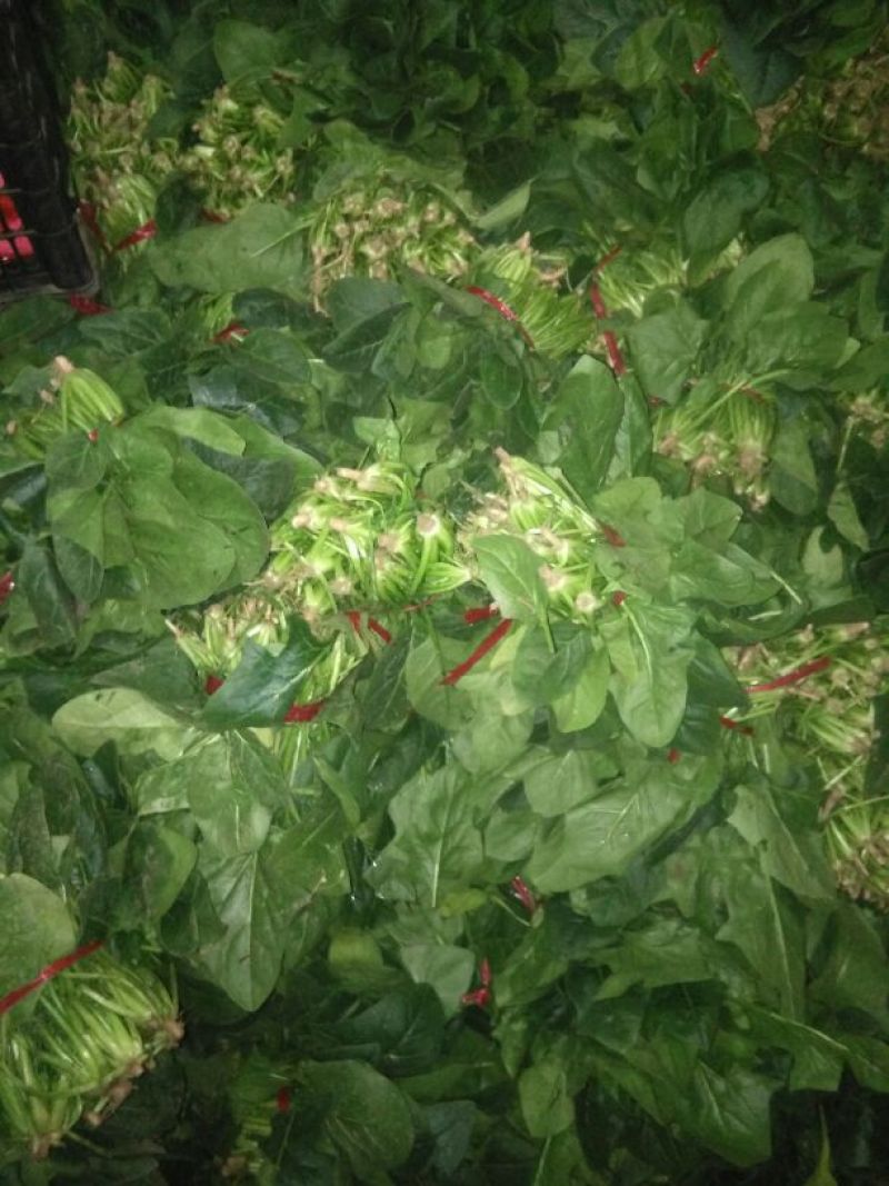 大叶菠菜20~25厘米