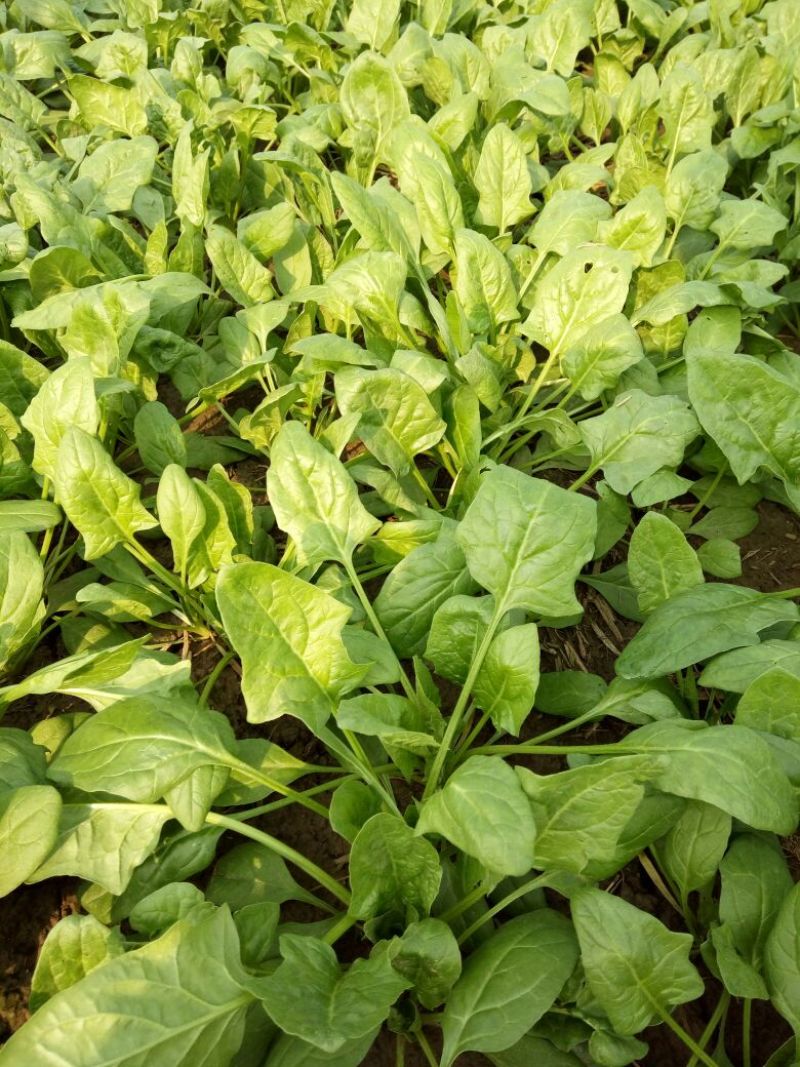 越冬菠菜25~30厘米