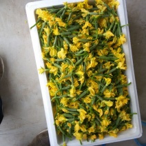 小黄瓜鲜花带刺18公分以下新鲜水分小量大价优