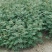 花椒苗0.5~1年