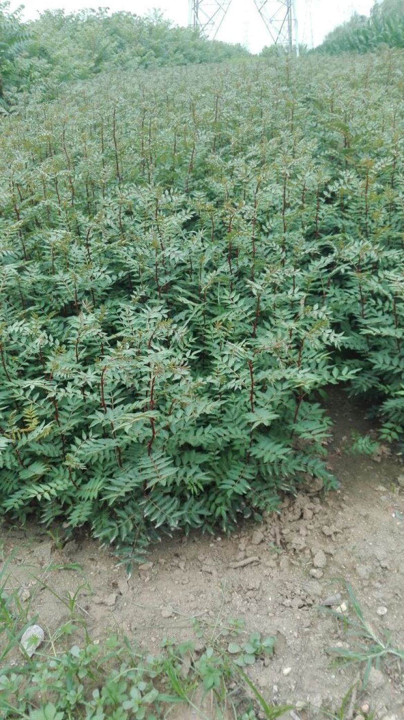 花椒苗0.5~1年