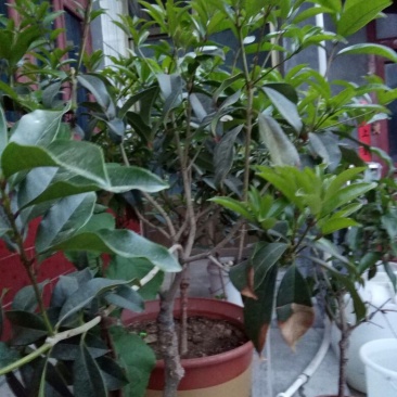 流苏5cm以下