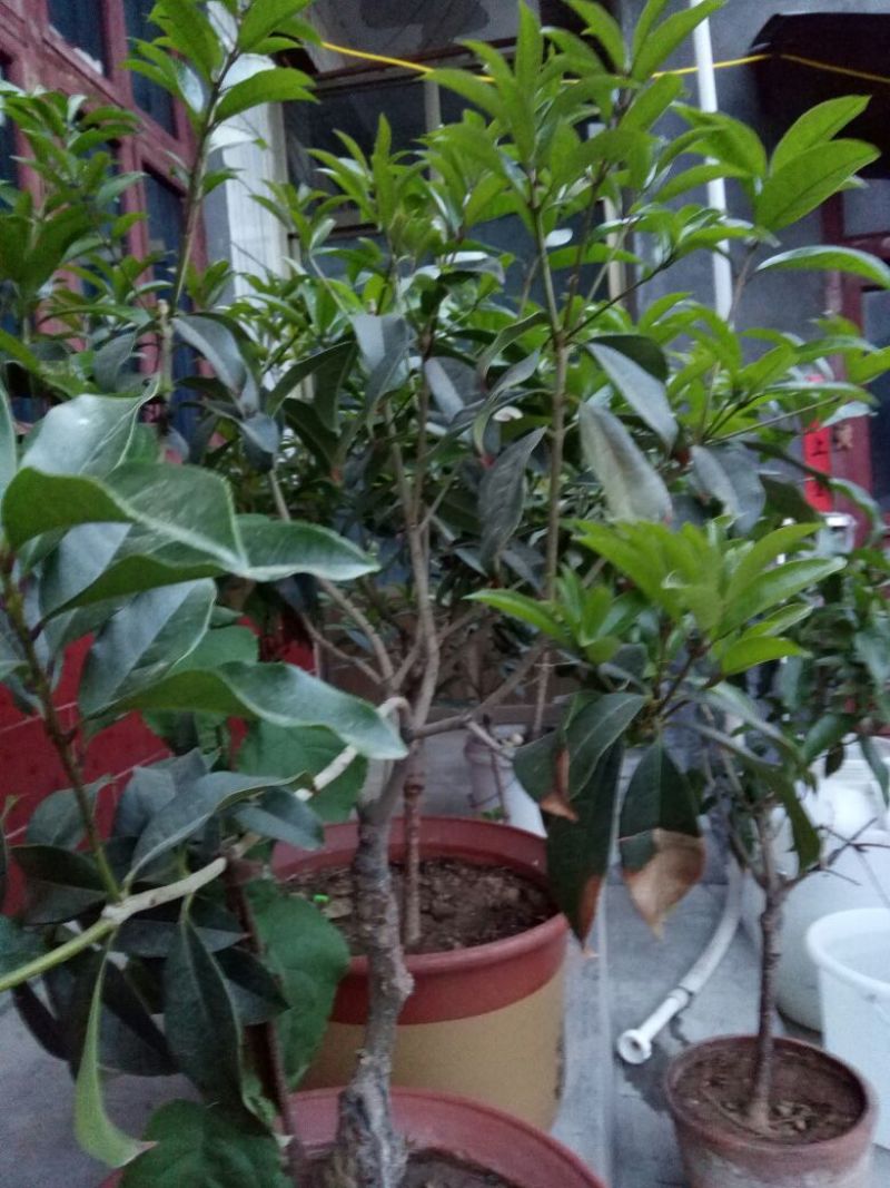 流苏5cm以下