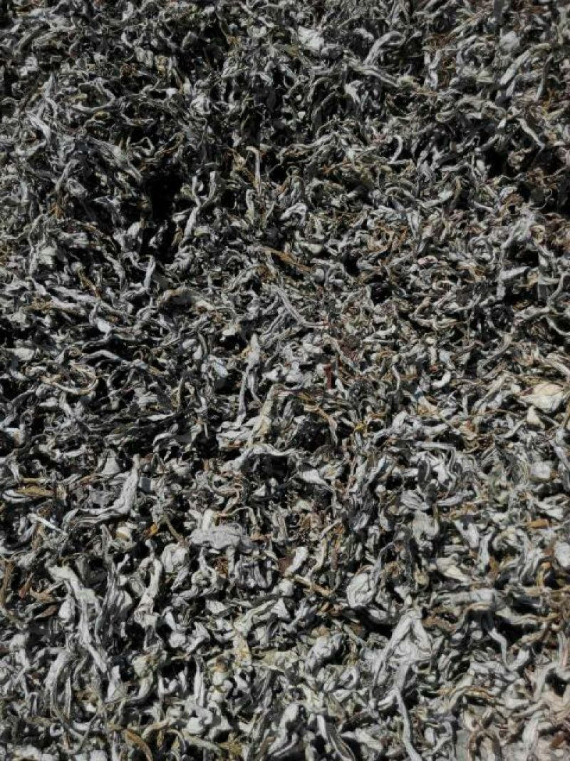 白老鹰茶三级