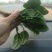 小叶菠菜15~20厘米