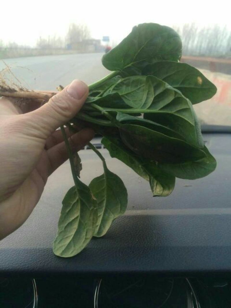 小叶菠菜15~20厘米