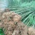 雷竹6~7m