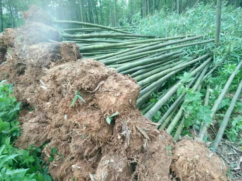 雷竹6~7m