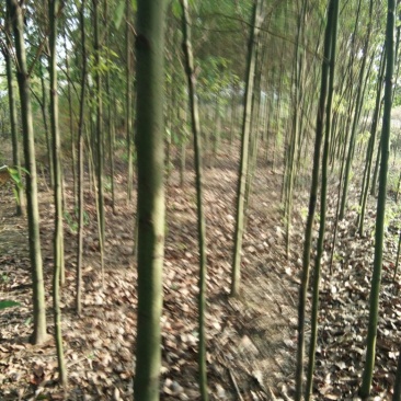 大叶香樟4~6cm4~6cm3~3.5米欢迎惠顾