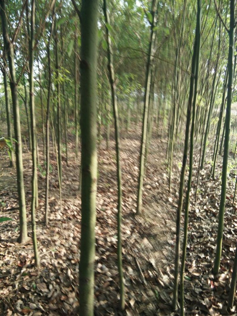 大叶香樟4~6cm4~6cm3~3.5米欢迎惠顾