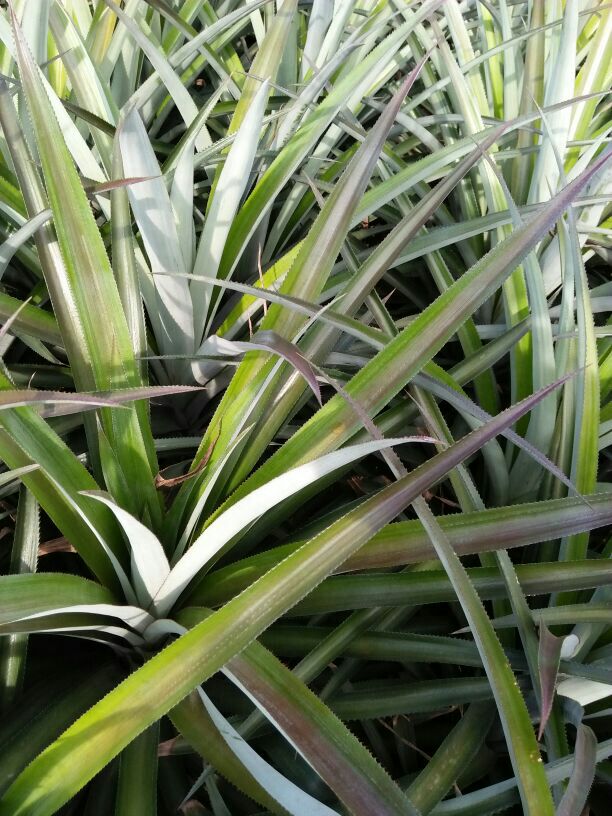 广东湛江市徐闻县杂交种类菠萝 1.5~2斤批发_